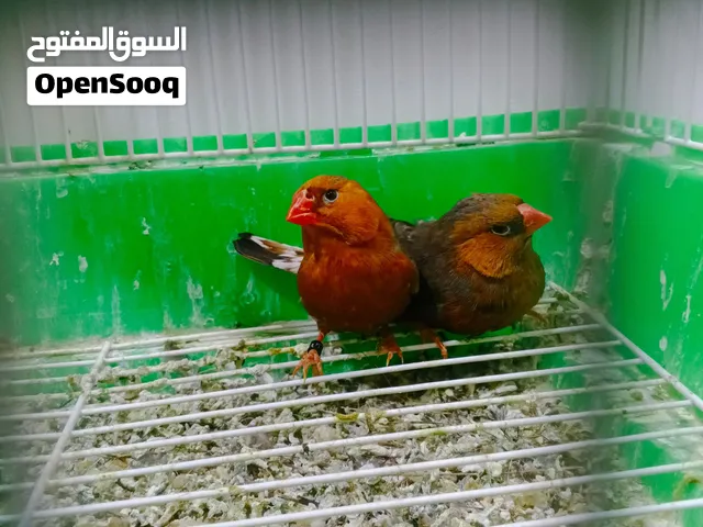 فناجس زوج وتك فول اورنج