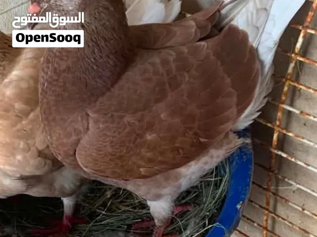 بسم الله ما شاء الله احضان اول عمر خمسه شهور والفردي عمر  شهرين