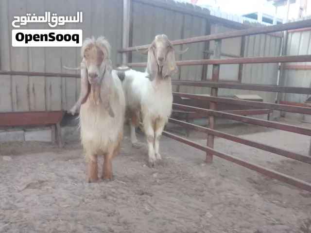 محمود اوهاج