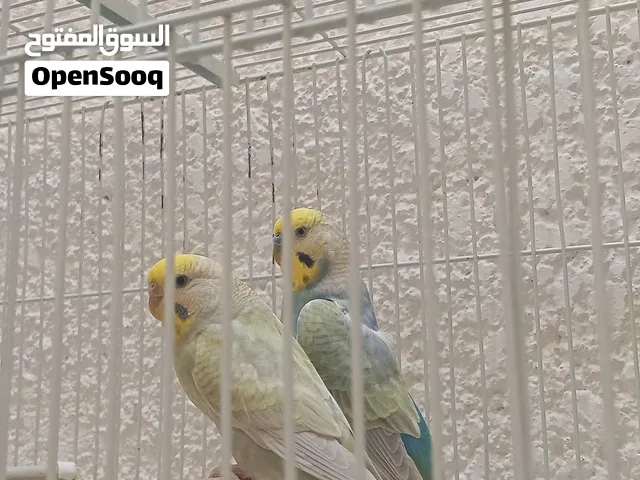 كوبيات بقلينو