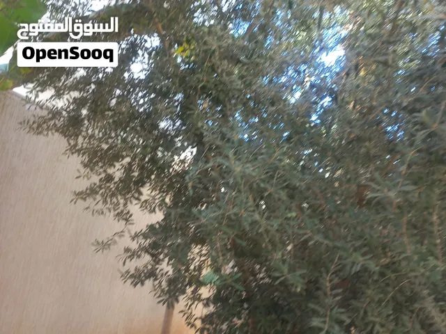 عندي 12 شجرة زيتون للبيع للعلم انهم كبار شوية ووالدات