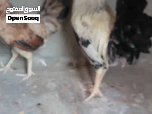 ديج ودجااجه دندراوي اقره الوصف