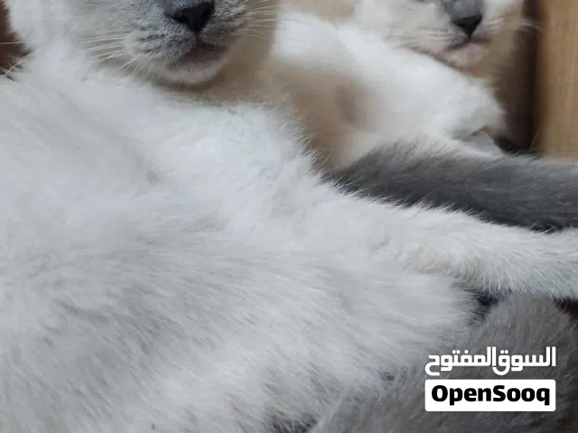 Siamese kittens