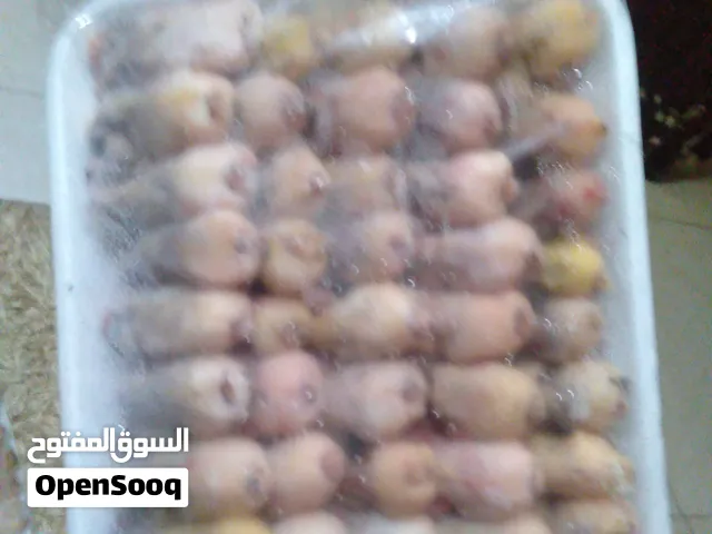 عصفور التين