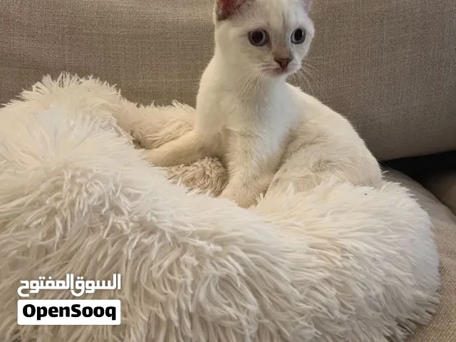 4 different Siamese cats males and females