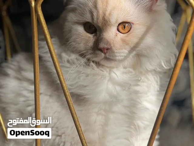 قطة انغورا تركية للبيع