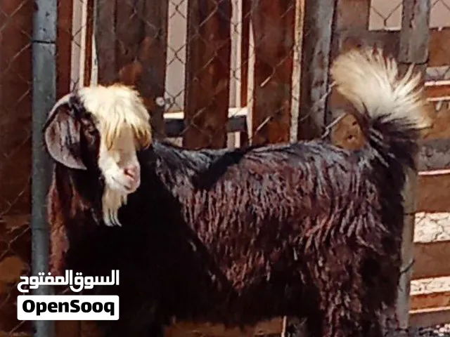 مشاريع فحول 250 ريال