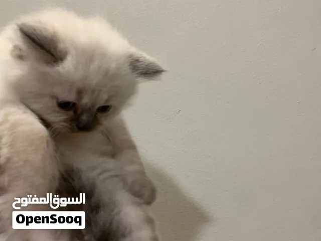 قطط صغار توهم مكملين شهرين للبيع للتواصل واتس اب