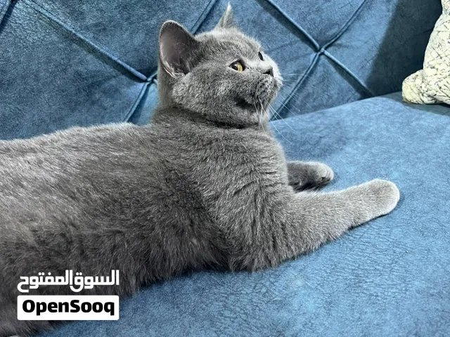 قطه انثى بريتش بريطاني