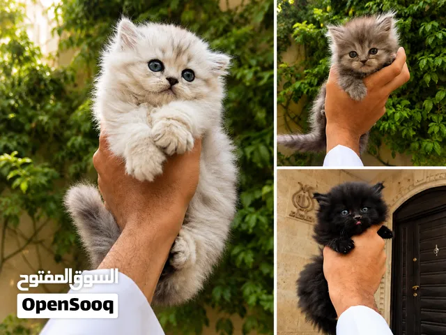 قطط شيرازي بيور