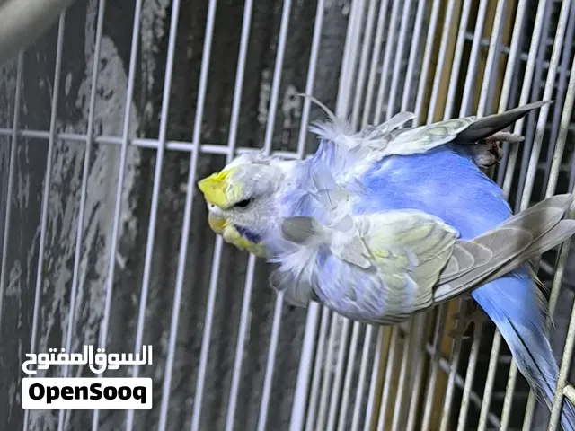 نثيه ريمبو هاجرمو جاهزه