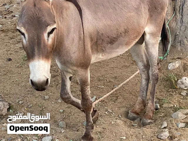 يرجى التواصل على الواتساب