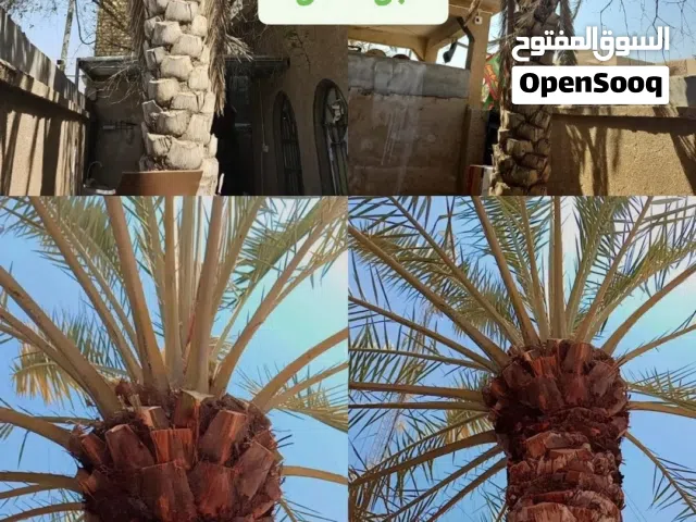 خدمات عامر للزراعة والنخيل وترتيب الحدائق والتنظيف والتقليم الأشجار للاستفسار واتساب