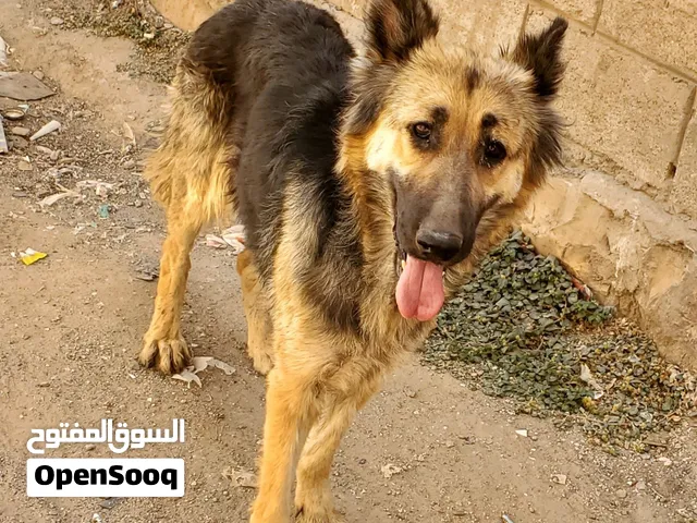 كلبين للبيع