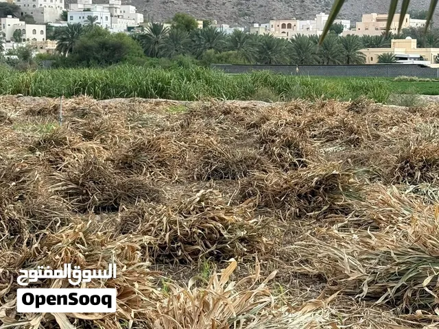 علف قصب الذره