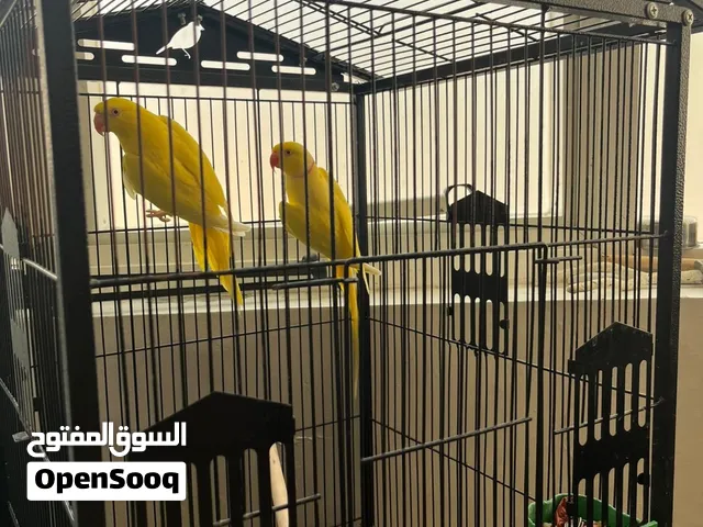 زوج ببغاء اصفر لوتنيو