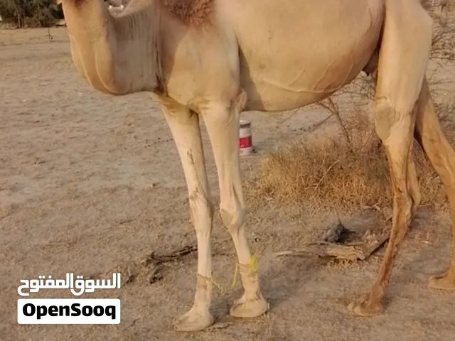 ناقه مدني توطي شهر 1 وثانيه بكره حجه