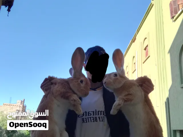 ربي يبارك كوبية ألمانية درجة اولى