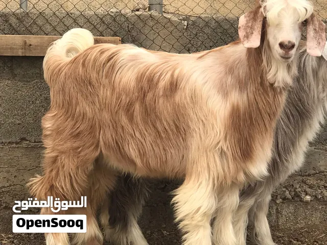للبيع تيس رحبي ماشاءالله مد وشور سمنه فل مشروع فحل