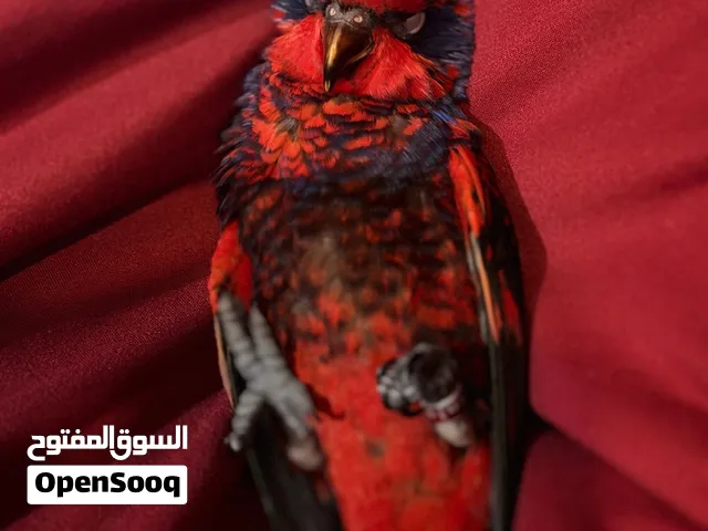 لوري من النوادر