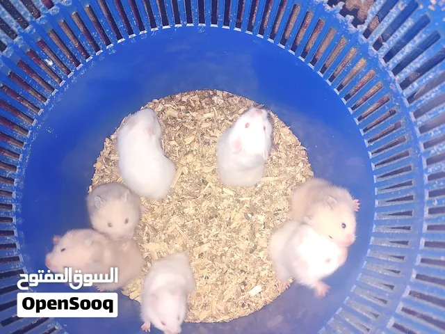 همستر سوري ابيض وبني ...
