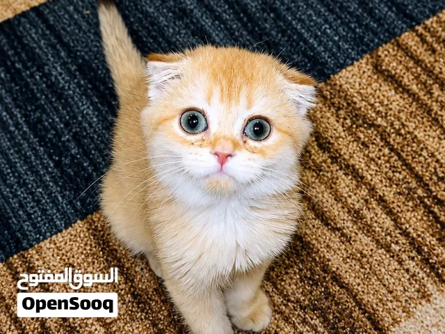 سكوتش فولد جولد