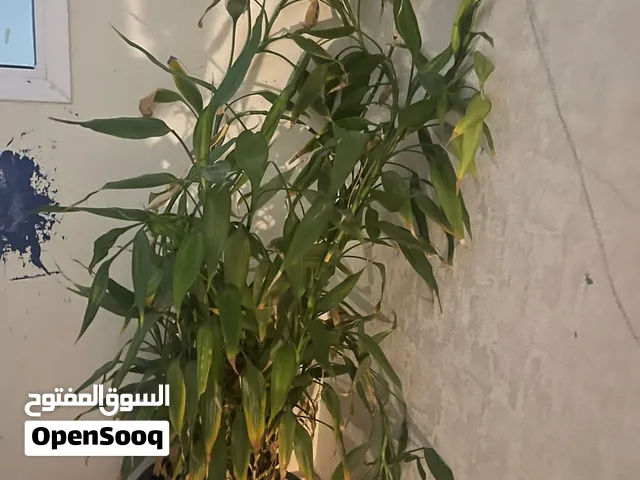 Money plant and bamboo plant
