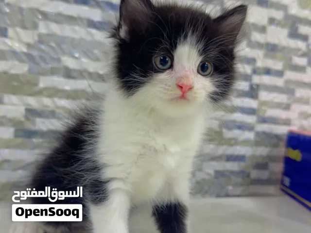 مكس تركي همالايا