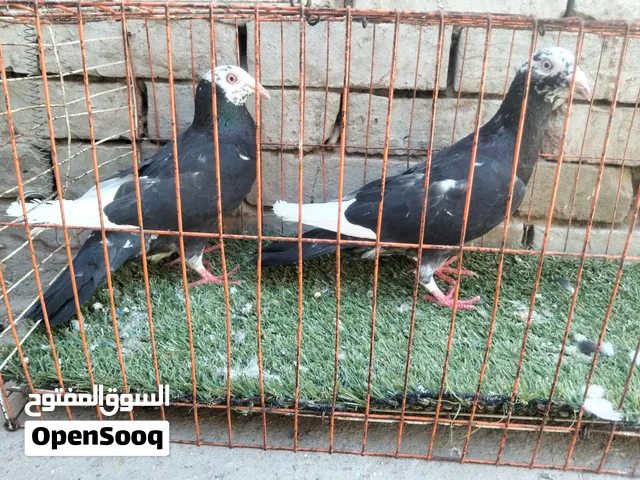 قص حبشيات شغالين