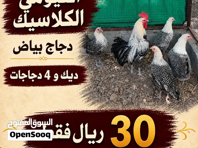 طقم الفيومي الكلاسيك للبيع