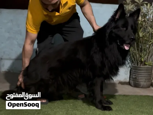 ذكر جيرمن شيبرد رويال بلاك اهالي ابطال عالم بجميع الاوراق