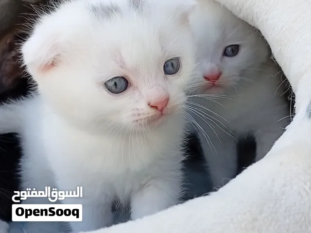 سكوتش ليس لتبني الوحده قطط سكوتش فولد ميكس بريتش عمرهم 35يوم بيجننو لعوبين جدا تأكل دراي فود و وايت