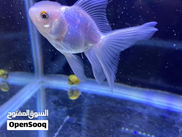 للبيعه platinum oranda gold fish  للبيع بلايتنيوم اورندا عمر شهرين بصحة ممتازه و لون نادر
