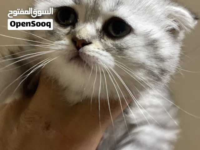 اناث سكوتش شورت هير