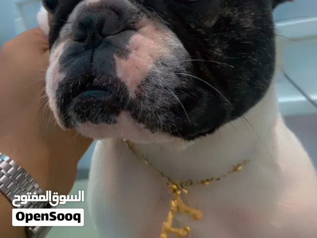 نثية فرينش بولدوق