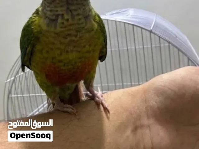 ببغاء كنيور اليف عمر صغير