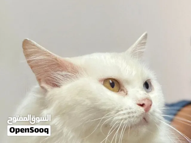 Persian cat for sale