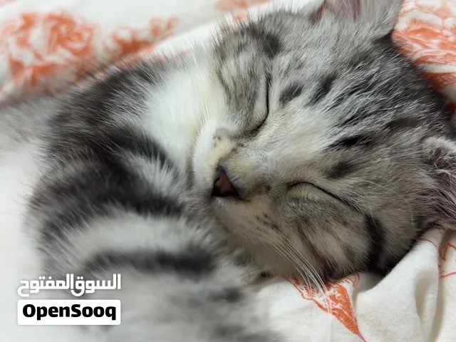 سكوتش مكس للبيع