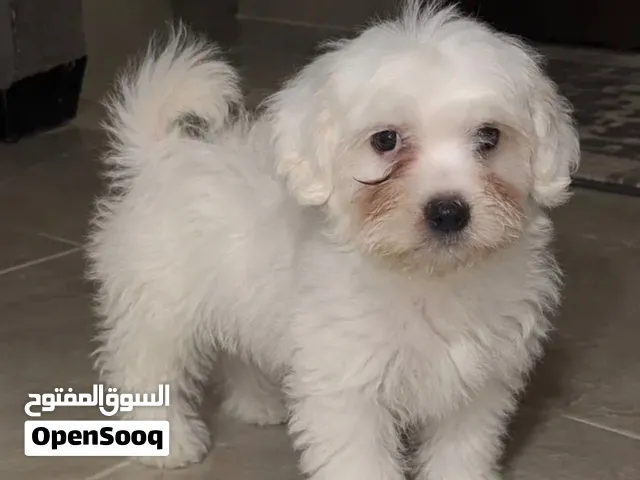كلب Maltese عمر شهرين إلى ثلاثة شهور للبيع بسعر مغري و الله يبارك لصاحبي النصيب وكلب كيوت جدا جدا جد