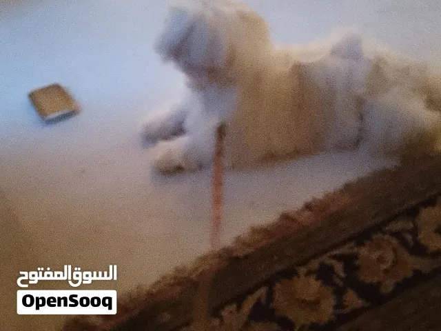 كلب نوع ملتز