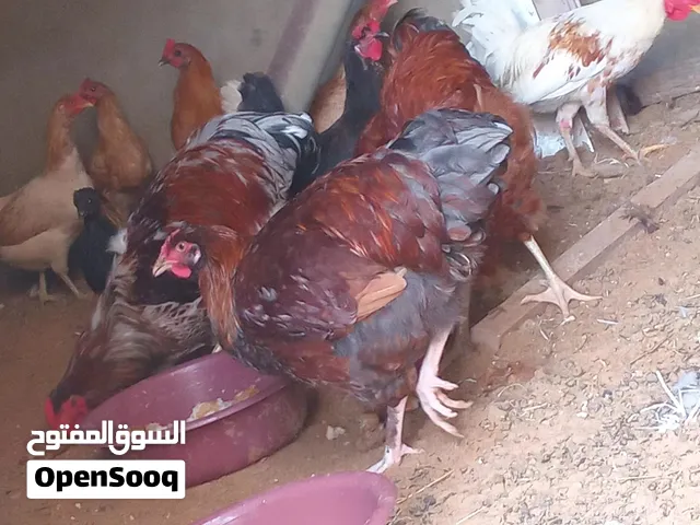 دجاج عربي للبيع