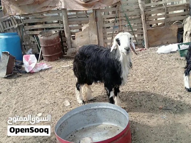 سلام عليكم عواسي حلوات مال بستان كلش نضاف سمهان مراسله خاص دزك رقم صاحبن