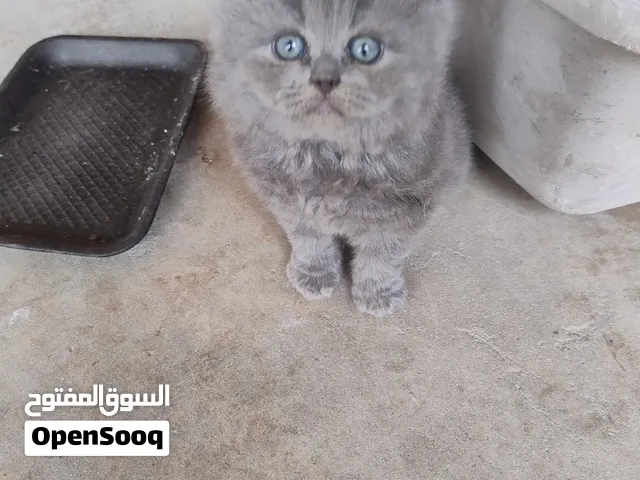 قطط  بصحة جيدة