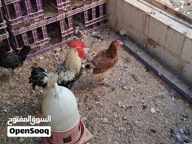 دجاج بلدي و براهما لا البيع.