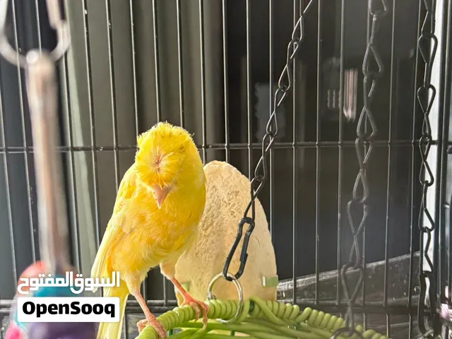 2 male 2f femalVery good for sale Canary birds