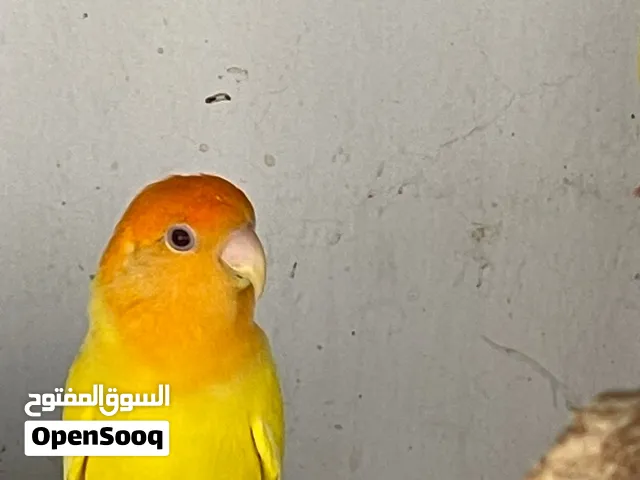 ذكر روز لاتينو اورنج رد اوبلاين