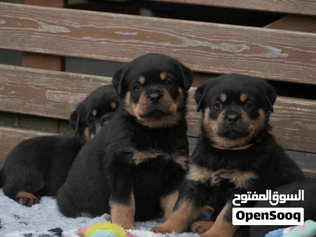 للبيع روت وايلر بيور