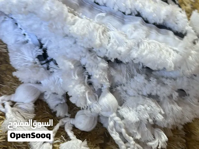 شماغات اردنيه مهدبه