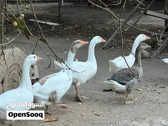 وز العدد 6 منتجات