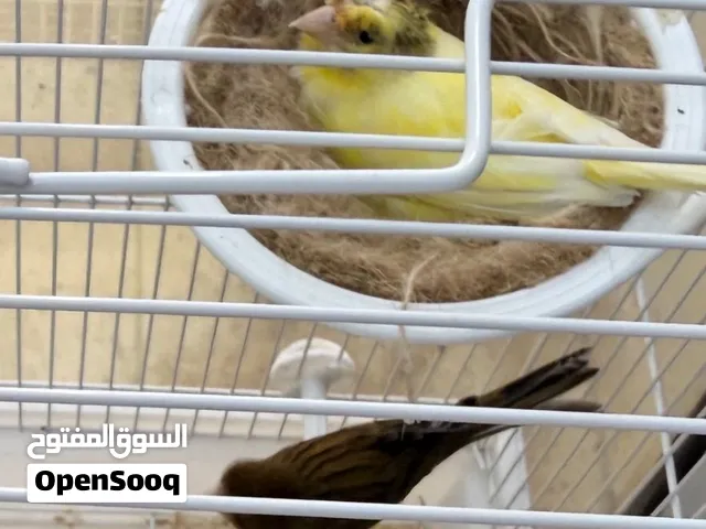ازواج كنار
